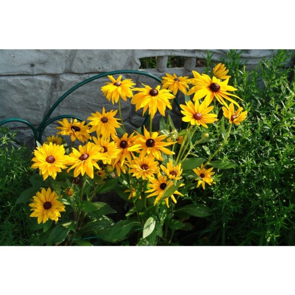 Biji Benih Daisy Black Eyed Susan 30Pcs +- biji benih bunga raya buah sayur daisy seeds vegetable flower seed 黑心菊种子花植物蔬菜 - 图片 5