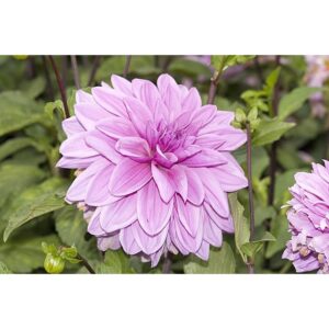 80Pcs +- Benih Bunga Dahlia Besar Mix Colours Flower/混色大丽花籽 Biji Benih Bunga Dahlia Flower seeds Dahlia 花种子 大丽花种子 seed