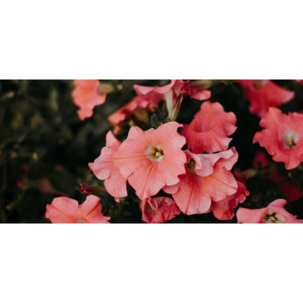 150Pcs +-Biji Benih Bunga Petunia campur Flower seeds Mix Petunia 花种子 混色矮牵牛花 Bunga Petunia Flower Seed petunia seed - 图片 7