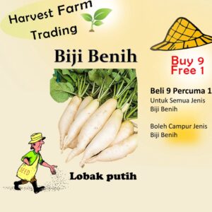 250pcs Biji Benih Lobak Putih  Biji Vegetable Seed Radish  白萝卜菜种子  Seeds Plant  Seed white radish seed vegetables seeds