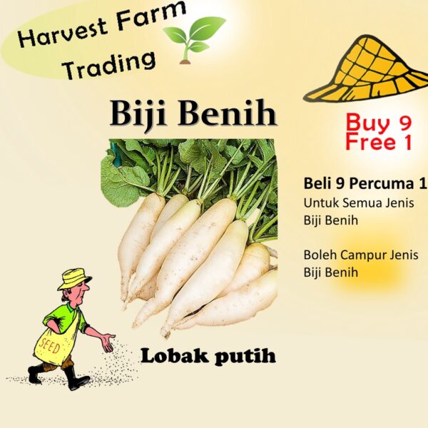 250pcs Biji Benih Lobak Putih  Biji Vegetable Seed Radish  白萝卜菜种子  Seeds Plant  Seed white radish seed vegetables seeds