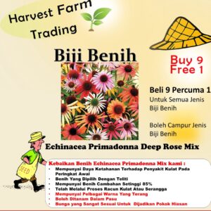 Echinacea Primadonna Deep Rose Mix 10Pcs 松果菊种子 四季耐热花種子  biji benih bunga kantan matahari tahi ayam dahlia flowers seeds