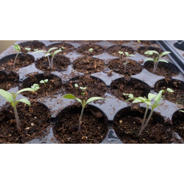 seedling tray semaian benih 1pcs bekas semaian biji benih tapak semaian biji benih 104 50 32 200 nursery 育苗盆 gardening - 图片 7