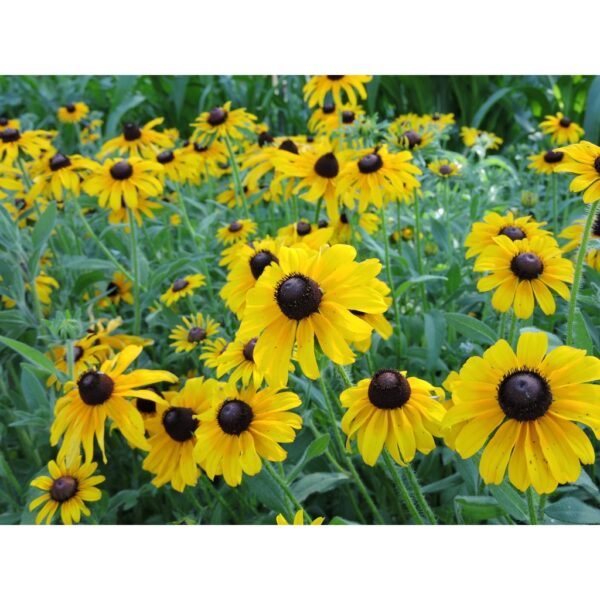 Biji Benih Daisy Black Eyed Susan 30Pcs +- biji benih bunga raya buah sayur daisy seeds vegetable flower seed 黑心菊种子花植物蔬菜 - 图片 8