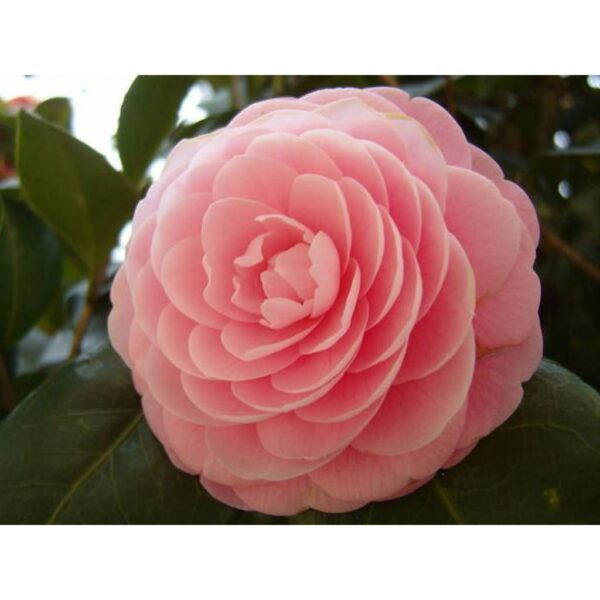 Biji Benih Bunga Ros jepun 2Pcs +- japanese camellia seeds rose seed bonsai flowers seed山 茶花种子四季耐热花種子 bonsai benih rose - Image 3