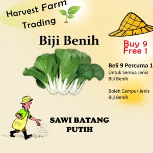 Biji Benih Sawi Batang Putih 1000 Biji Vegetable Seed Caixin菜心种子  Family Seeds Plant Seed