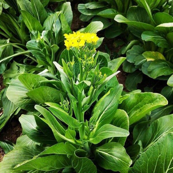 Benih Sawi Bunga 200Pcs+-  biji bibit sawi hijau sayur sayuran pelbagai vegetable spinach seed kangkung seeds - Image 6