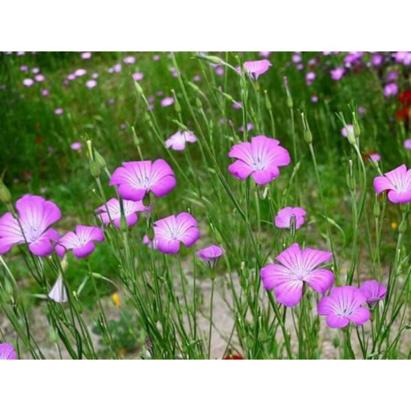 Biji Benih Bunga Corncockle 50Pcs+- Agrostemma Githago flower seeds sunflower seed benih bunga matahari 麦仙翁種子花种子 sayuran - Image 5
