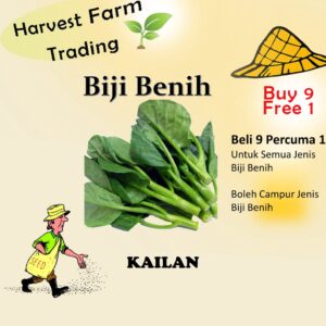 Biji Benih Kailan 1000 Biji Vegetable Seed Kailan 芥蓝菜种子  Family Seeds Plant Seed