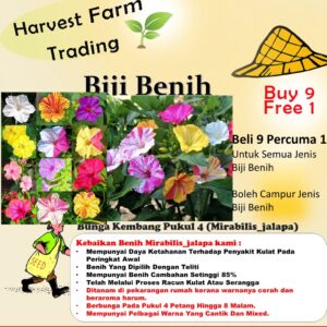 Biji Benih Bunga Pukul Empat Four O’ Clock Seeds 10Pcs +-五彩香茉莉种子 Mirabilis Jalapa seed 四季耐热花種子 flower seed ros pokok 花种子