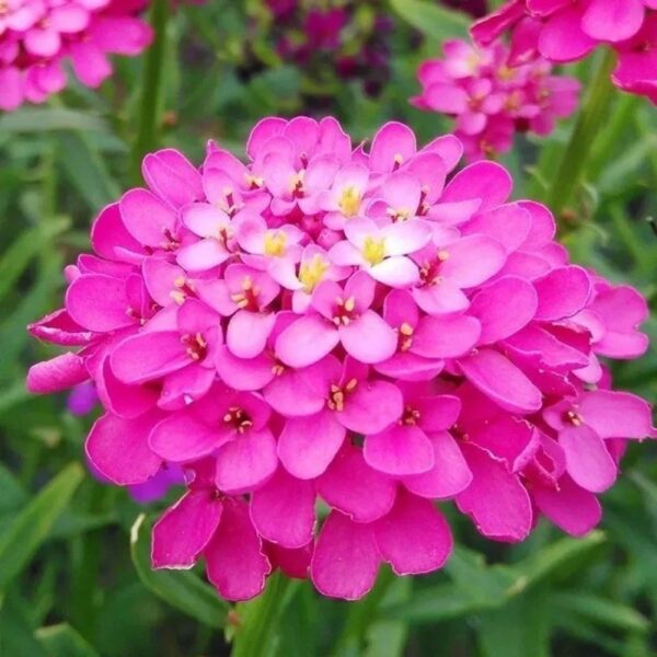 Biji Benih Bunga Candytuft Mix Colours 50pcs +- 蜂室花籽 snowflake Candytuft Flower seeds sunflower seed 四季耐热花种子 種子 dahlia - Image 3