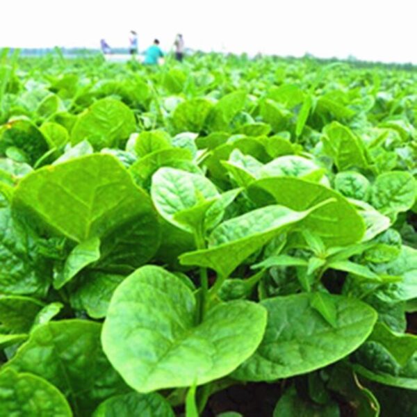 Biji Benih Remayang Bayam Brazil 50 Pcs -+ 马拉巴尔菠菜種子蔬菜种子 Biji Benih Bayam Malabar  Brazil sayur sayuran Keratan vegetable - Image 6