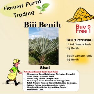 Biji Benih Sisal 20Pcs +- Sisal Seeds vegetables seed fruit seed plant benih sayur sayuran benih pelbagai 剑麻种子蔬菜種子bunga