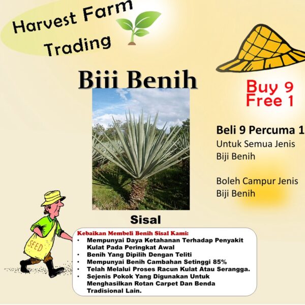 Biji Benih Sisal 20Pcs +- Sisal Seeds vegetables seed fruit seed plant benih sayur sayuran benih pelbagai 剑麻种子蔬菜種子bunga