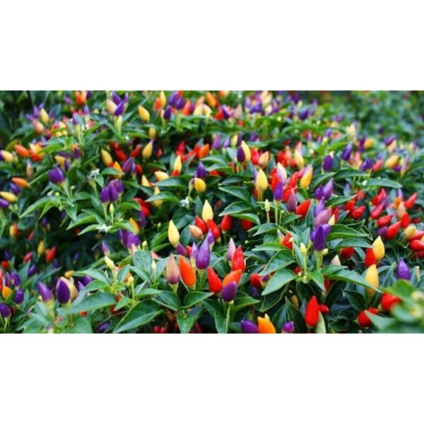 biji benih cili warna warni 15Pcs+-  Cili pelangi 七彩椒种子七彩辣椒種子大辣椒小辣椒种子 hiasan vegetables seeds besar kecil padi kampung - Image 4