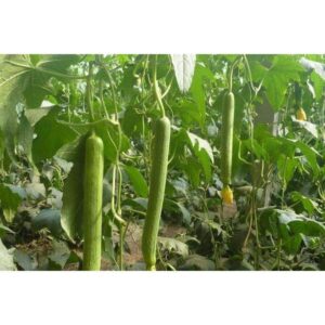 Biji Benih Petola Ular 10Pcs Bantal Luffa Sponge Gourd Seeds vegetable seed Sayur sayuran petula pelbagai segi