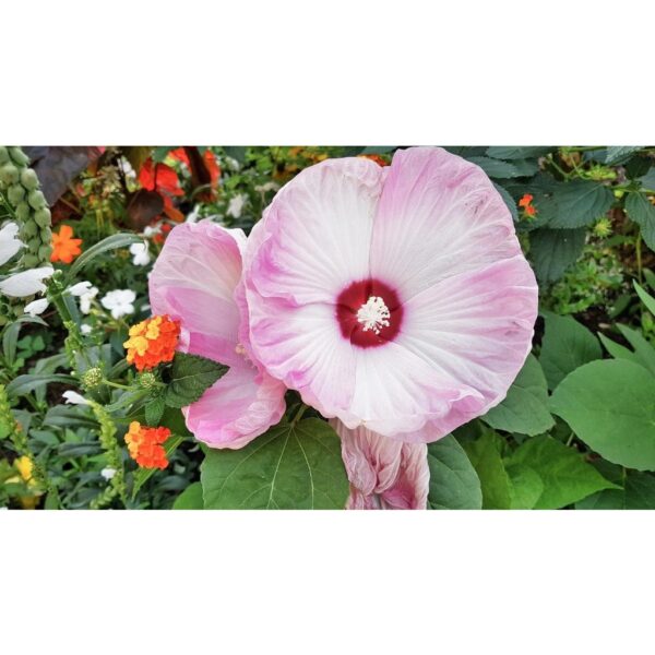 Swamp rose mallow seeds 15Pcs +- biji benih bunga raya besar 芙蓉葵大花秋葵种子 hibiscus moscheutos 四季耐热花種子 vegetable dahlia ros - Image 7