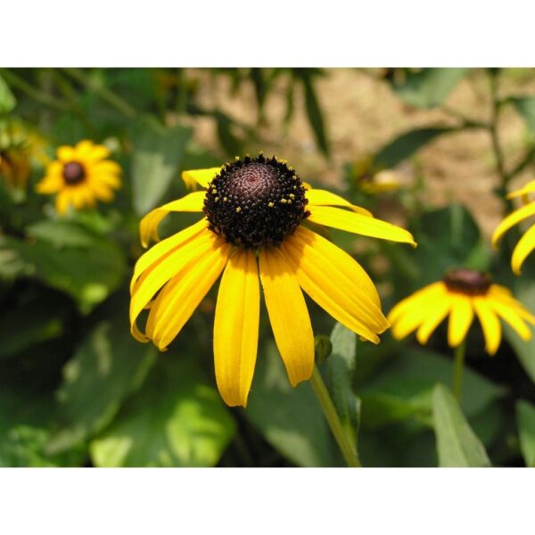 Biji Benih Rudbeckia fulgida 30Pcs Anak Pokok bunga Sayur sayuran daisy kangkung flower vegetable seeds - 图片 7