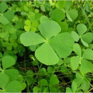 Benih Sharmrock 50pcs Clover seed 三叶草种子 benih semanggi Benih Rumput grass seed  clover seeds sharmrock lucky kangkung