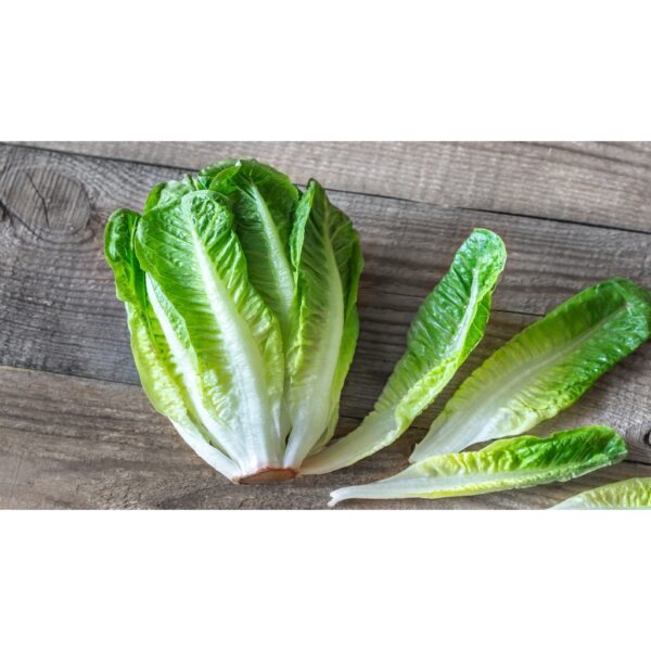 Biji Benih Salad romaine 150 Pcs+- Benih Salad Hijau Daun Panjang romaine lettuce seed Vegetables Seeds 长叶生菜种子 Sayuran四季 - Image 4