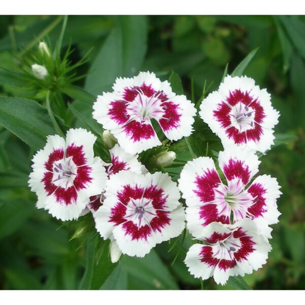 80Pcs Dianthus Barbatus Sweet William Mix Seeds benih Bunga Dianthus Berbola 须苞石竹种子 五彩石竹 Dianthus Carnation Flower seed - Image 6