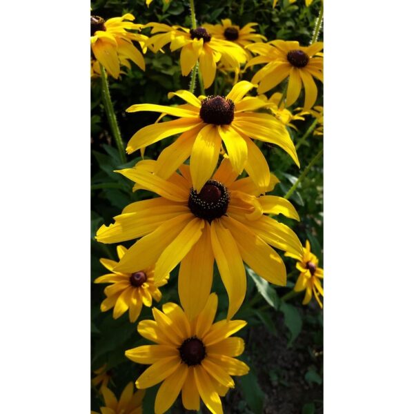 Biji Benih Rudbeckia fulgida 30Pcs Anak Pokok bunga Sayur sayuran daisy kangkung flower vegetable seeds - 图片 8
