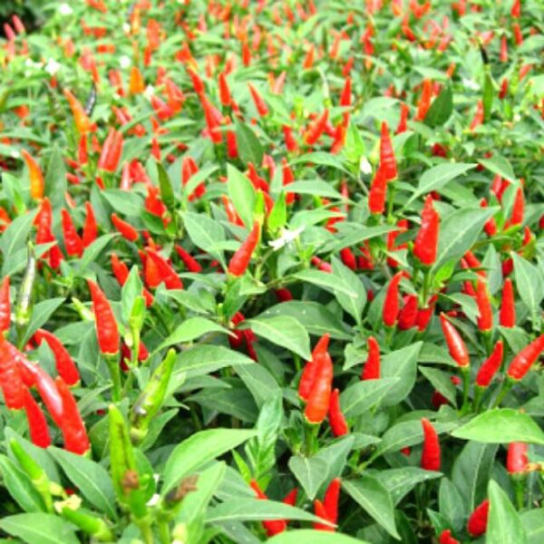 Biji Benih Cili Api 25 Biji Vegetable Seed Chili seeds 大小辣椒种子蔬菜種子 Plant padi kampung besar pedas kangkung pokok sayuran - 图片 3