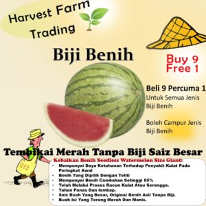 Benih Tembikai Tanpa Biji 5pcs Merah Seedless Watermelon seed red biji benih tembikai boci kuning  无籽西瓜种子種子 buah melon