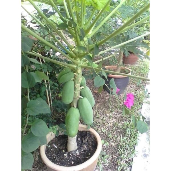 Biji Benih Betik Sekaki 10pcs Carica papaya seed benih Betik Hong Kong benih buah bibit betik benih carica papaya seeds - 图片 3