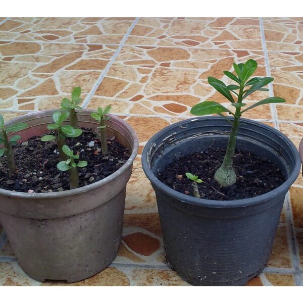 Adenium seed 1pcs Biji Benih Bunga kemboja benih live plant flower Taiwan seeds 沙漠玫瑰花种子富貴花種子 anak pokok bunga hidup rose - Image 9