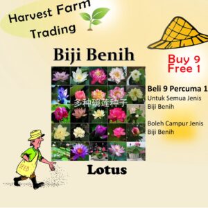 5Pcs Biji Benih Bunga Teratai Lotus Seeds Water Lily Garden Plant Mix Flower Seed Aquatic Plant Teratai 睡莲碗莲种子 seeds