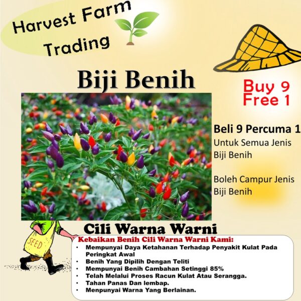 biji benih cili warna warni 15Pcs+-  Cili pelangi 七彩椒种子七彩辣椒種子大辣椒小辣椒种子 hiasan vegetables seeds besar kecil padi kampung