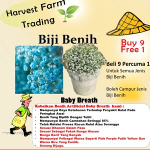 Baby Breath Flower Seeds 50Pcs +- Biji Benih Bunga Gypsophila 满天星花种子四季耐热花種子 sunflower dahlia zinnia dahlia bunga hiasan