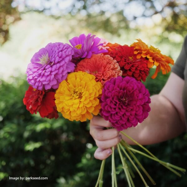 80Pcs +- Biji Benih Bunga Zinnia Flower seeds Zinnia Flower Seeds Benih Bunga Zinnia Zinnia Flower Seed/混色百日草花种子 - 图片 8