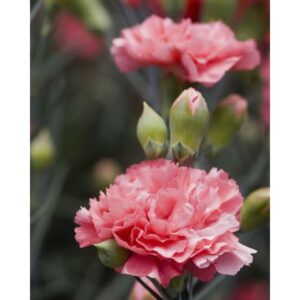 Biji Benih Bunga Teluki 80Pcs+ Mix Colour Carnation Seeds Beautiful Flower Seeds Garden Dianthus caryophyllus 康乃馨花种子種子四季