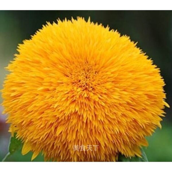 10Pcs Biji Benih Bunga Matahari Teddy bear Sunflower seed 玩具熊向日葵种子 TEDDY SUNFLOWER SEEDS Flower seeds TEDDYBEAR Seeds - 图片 5