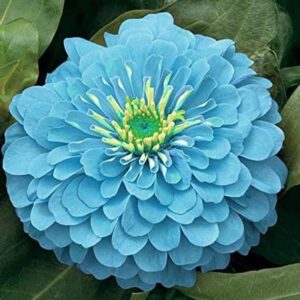80Pcs +- Biji Benih Bunga Zinnia Flower seeds Zinnia Flower Seeds Benih Bunga Zinnia Zinnia Flower Seed/混色百日草花种子