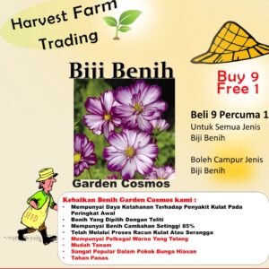 Biji Benih Bunga Cosmos Flower seeds Cosmos 花种子波斯菊 Bonsai Mix Colour 50pcs sunFlower seed 四季耐热花种子 種子籽 dahlia hiasan rose