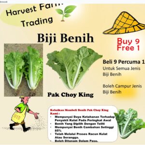 Biji benih Pak choy ong king 150pcs +- 皇帝白菜王小白菜种子種子 Biji Benih Pak Choi Kerinting chinese cabbage seeds sayur vegetable