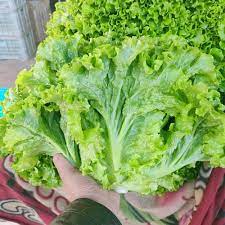 Biji Benih Salad Kaca 300pcs Glass Lettuce Seeds 玻璃生菜种子 / Vagetable seeds / seed / 蔬菜种子 / 种子 flower bunga pokok daun