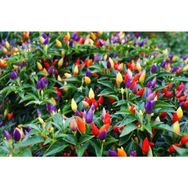 biji benih cili warna warni 15Pcs+-  Cili pelangi 七彩椒种子七彩辣椒種子大辣椒小辣椒种子 hiasan vegetables seeds besar kecil padi kampung - Image 5