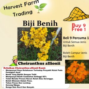 Biji Benih Cheiranthus allionii 50 Pcs+- Flower Seed Benih Bunga sayur vegetable seeds sunflower dahlia 七里黄种子花種子蔬菜 daisy