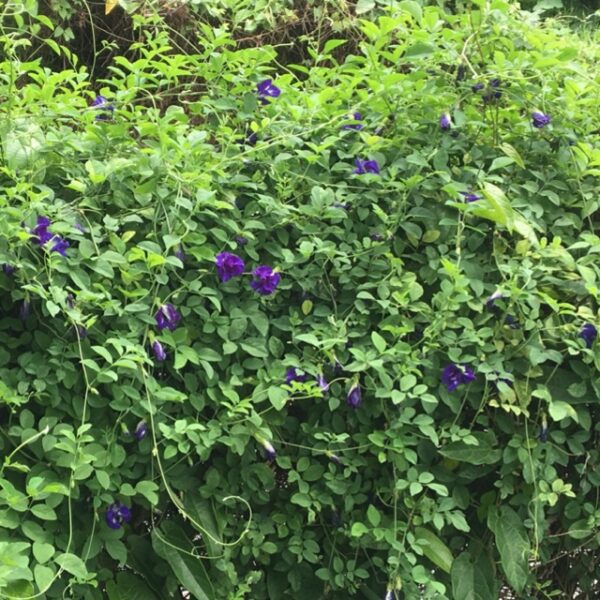 Benih Bunga Telang 10 biji Biji Benih Bunga Telang Butterfly Pea Flower seed Asian pigeonwings seeds 蓝花种子 bluebellvine - Image 6