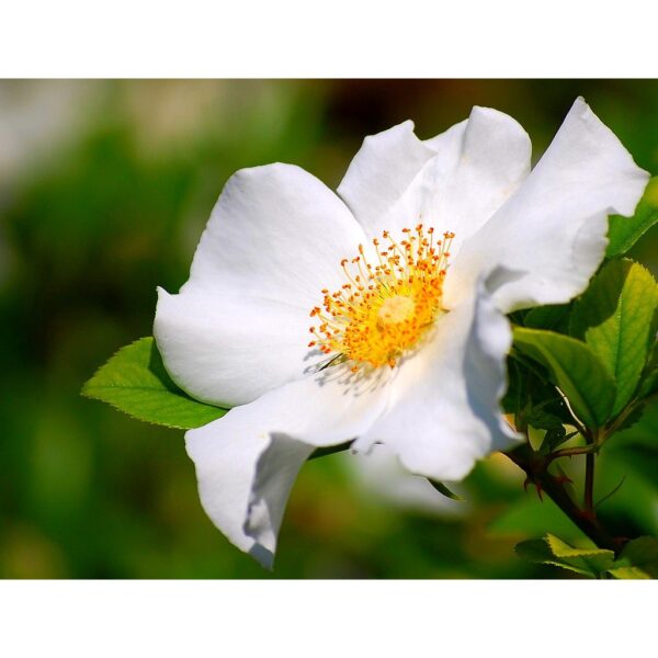 Biji Benih Bunga Rosa laevigata 1Pcs Cherokee rose seeds 四季耐热花种子蔬菜種子金樱子 ros dahlia zinnia sunflower seed matahari sayur - Image 4
