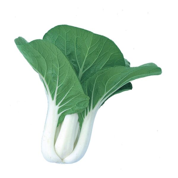 Biji BENIH SAWI FAN PAK CHOY renek 150Pcs+- vegetables seeds sawi pak choy batang putih 小白菜种子種子蔬菜种子四季耐热 sayur sayuran - Image 4