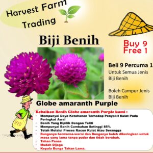 Biji Benih Bunga Butang 20Pcs+- Gomphrena globosa Globe amaranth Seeds Biji Benih 千日红 千日粉 千日紫 千日白 种子 daisy四季耐热花種子 rose