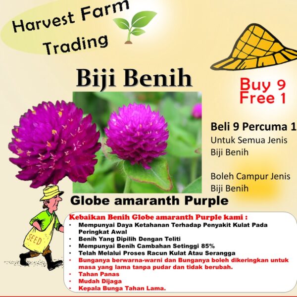 Biji Benih Bunga Butang 20Pcs+- Gomphrena globosa Globe amaranth Seeds Biji Benih 千日红 千日粉 千日紫 千日白 种子 daisy四季耐热花種子 rose