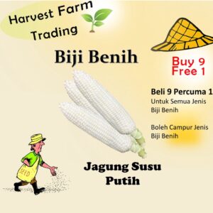 14Pcs Seed Sweet White Milk Snow Queen Corn Biji Benih Jagung Manis Susu Putih 甜奶白玉米 jagung putih 白玉米种子 white corn seed