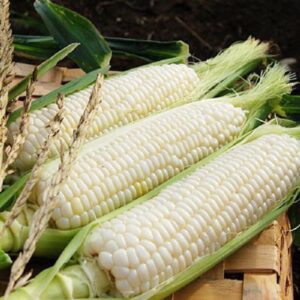 14Pcs Seed Sweet White Milk Snow Queen Corn Biji Benih Jagung Manis Susu Putih 甜奶白玉米 jagung putih 白玉米种子 white corn seed