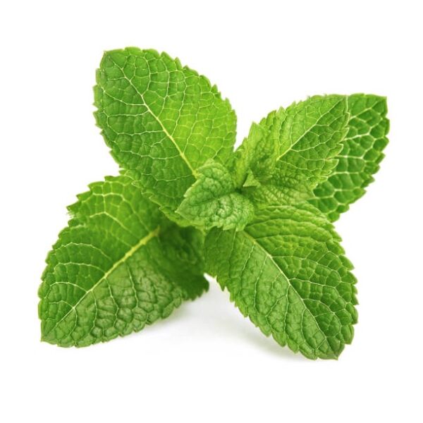 Spearmint Seeds 100Pcs- Biji Benih Pudina Herb Seeds Benih Daun Pudina 薄荷种子蔬菜种子四季耐热種子 lemon mint Vegetables seed sayuran - 图片 6